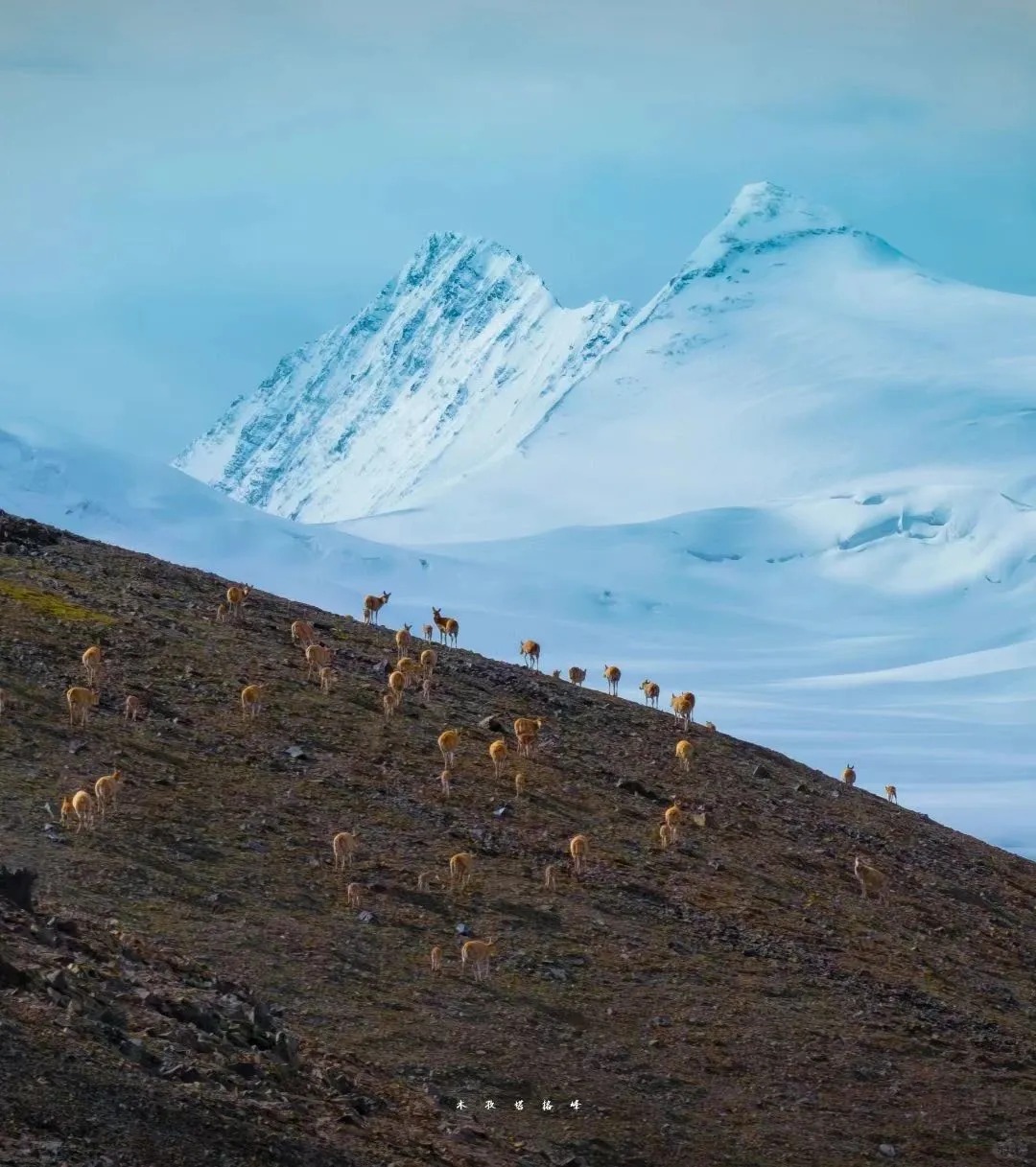 这趟阿尔金山无人区，让我朋友圈被问爆了！_2_鑫晨荒野旅途_来自小红书网页版